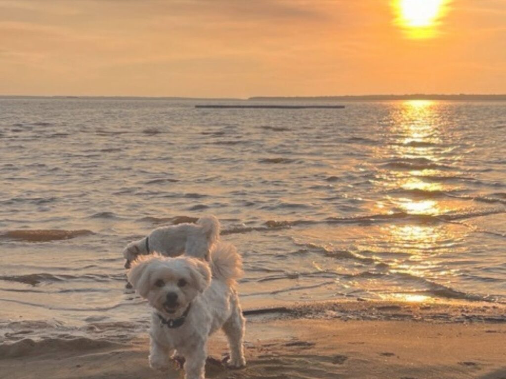 Hunde beim Gassigehen am Mboi Ka'e Strand in Encarnación